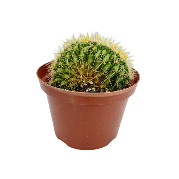 Echinocactus grusonii cristata | Crested Golden Barrel Cactus - Lazy Gardens