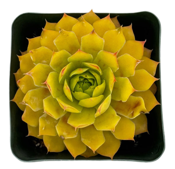 Sempervivum Bright Sun