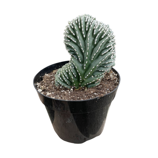 Pachycereus marginatus Cristata | Crested Mexican Fence Post Cactus - Lazy Gardens
