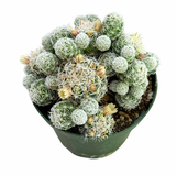 Mammillaria gracilis fragilis | Thimble Cactus