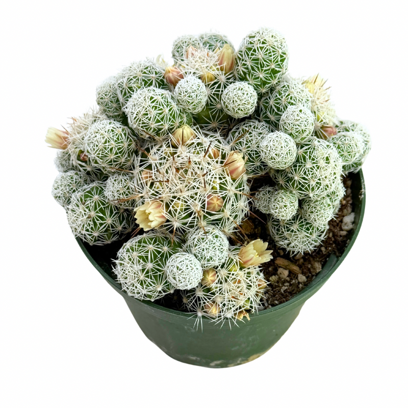 Mammillaria gracilis fragilis