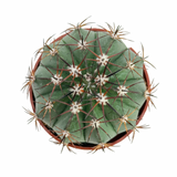 Melocactus maxonii | Turks Cap Cactus
