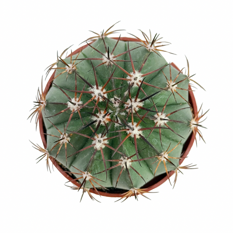 Melocactus maxonii