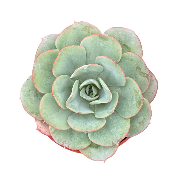 Echeveria Atlantis - Lazy Gardens