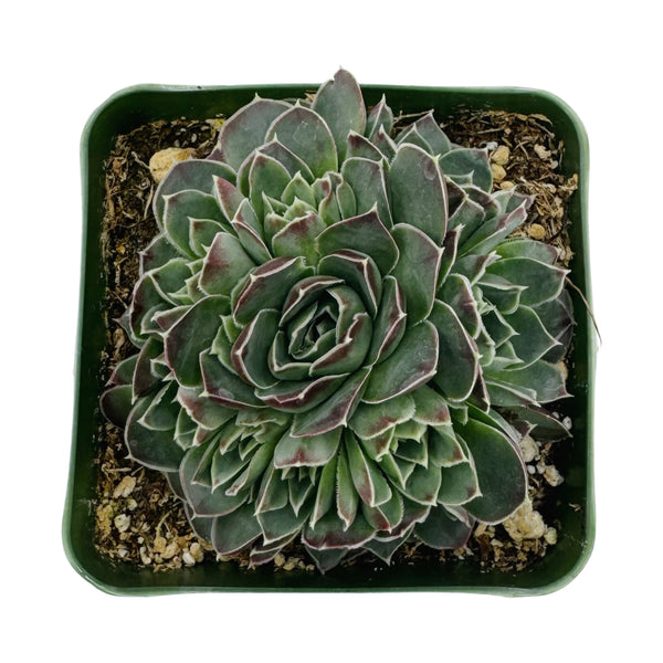 Sempervivum heuffelii ‘Coral Reef’