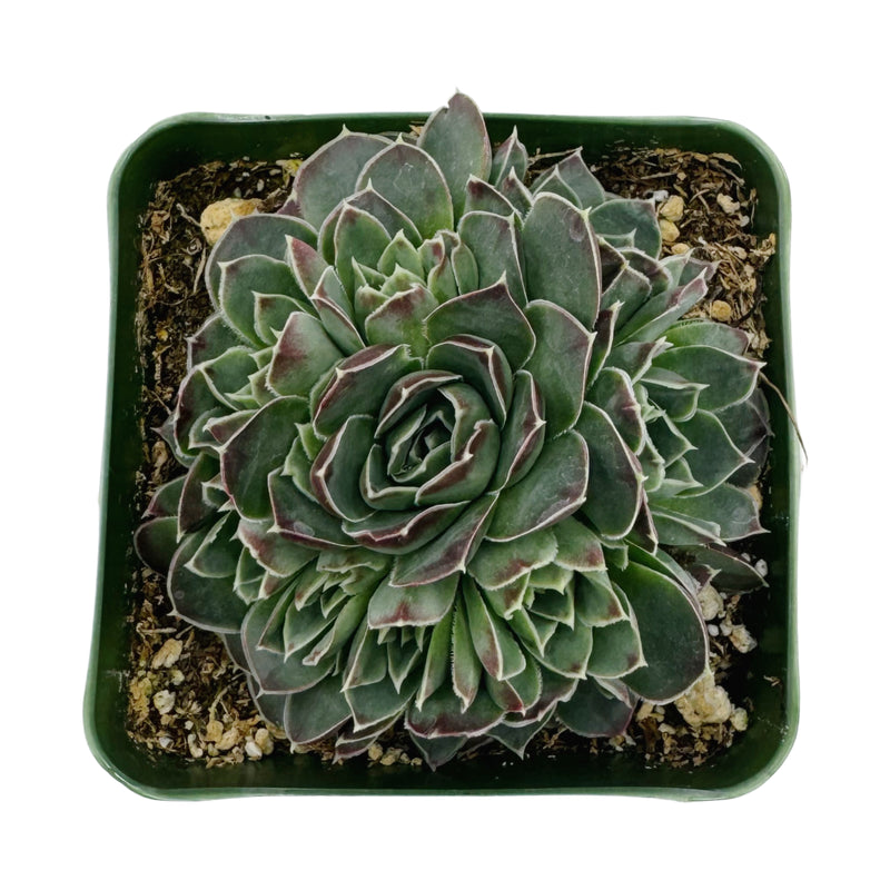 Sempervivum heuffelii ‘Coral Reef’