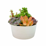 The Lazy Gift | Effortless Succulent Arrangement