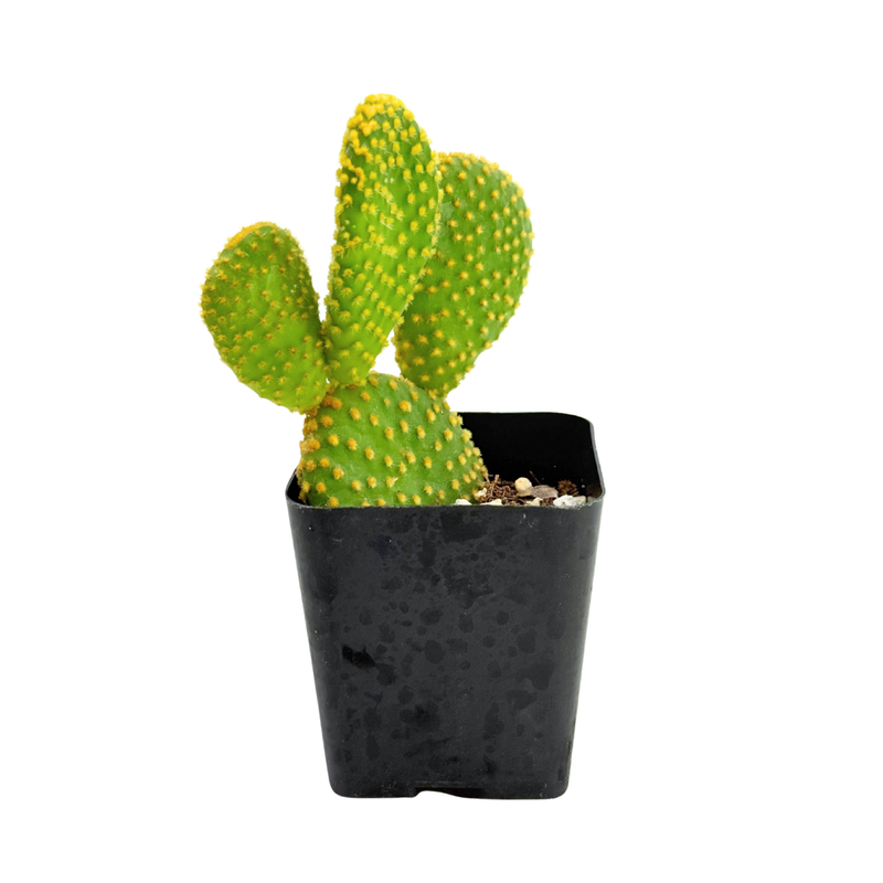 Opuntia Microdasys Cristata | Crazy Bunny Ears