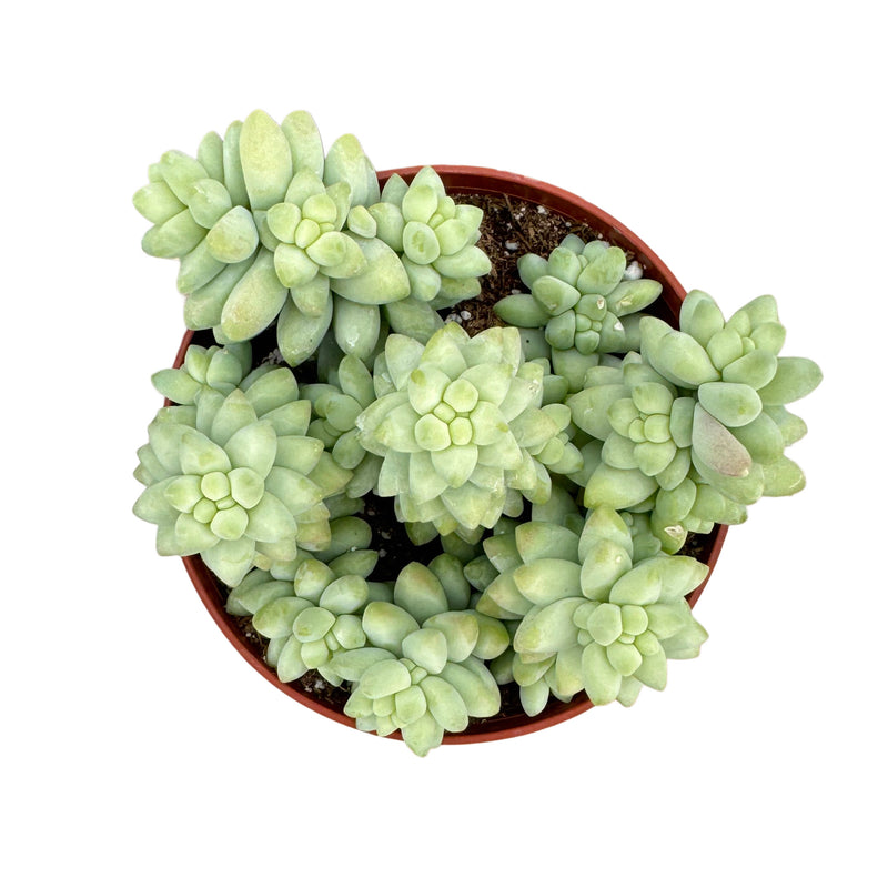 super donkey tail succulent Sedum Burrito