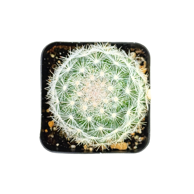 Mammillaria candida | Snowball Cactus