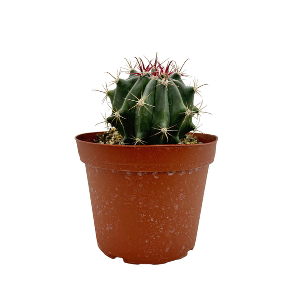 Ferocactus gracilis | Fire Barrel Cactus - Lazy Gardens