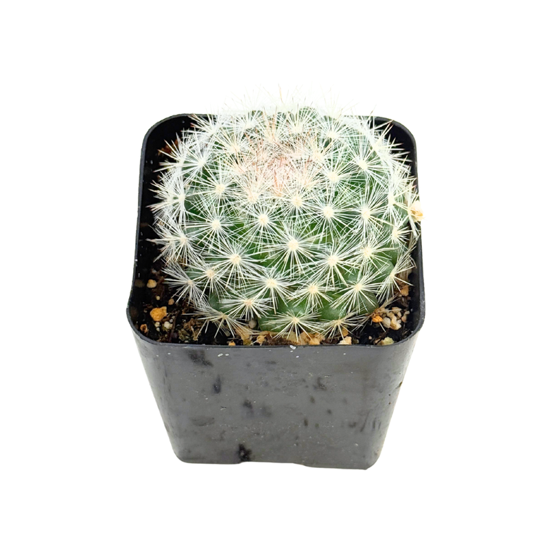 Mammillaria candida | Snowball Cactus