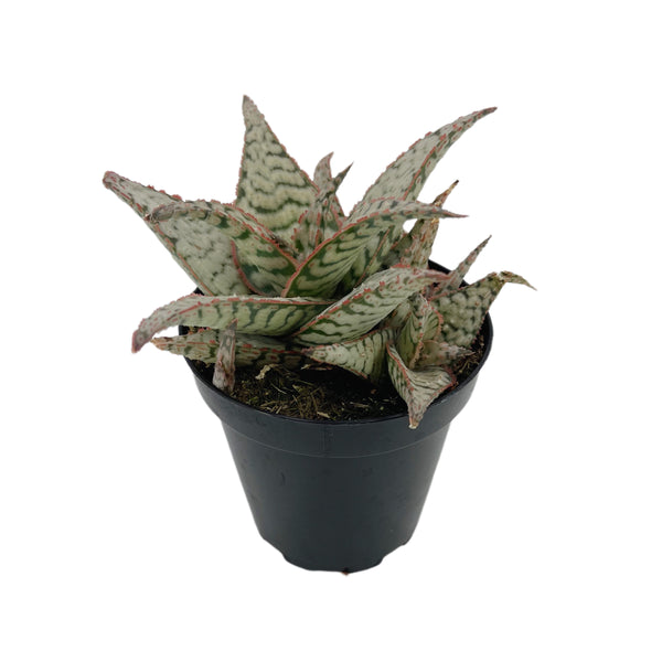 Aloe Candy Cane | Aloe Hybrid