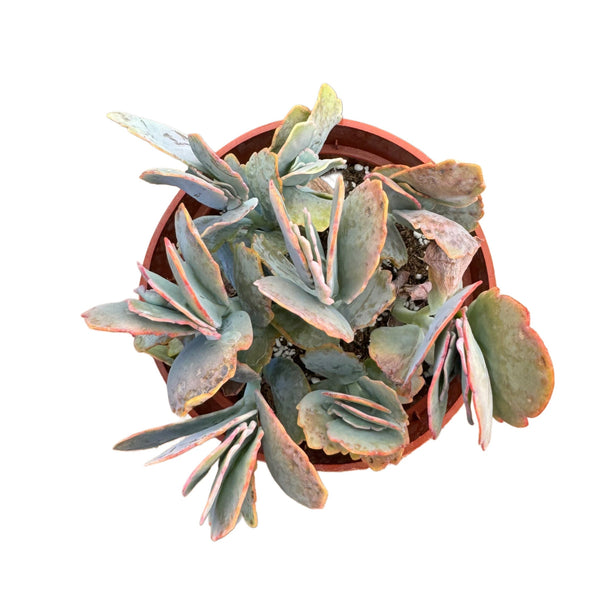 Kalanchoe fedtschenkoi | Lavender scallops - Lazy Gardens