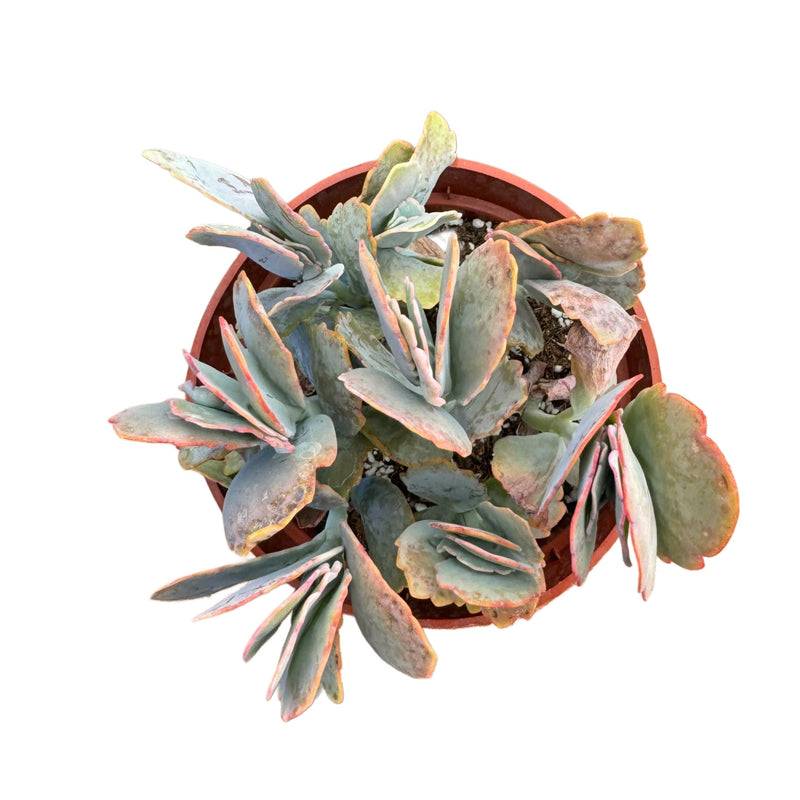Kalanchoe fedtschenkoi | Lavender scallops - Lazy Gardens