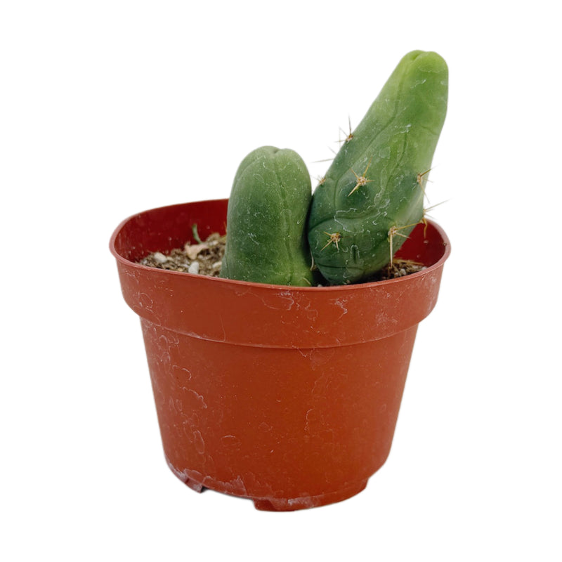 Trichocereus bridgesii monstrose | Penis Cactus