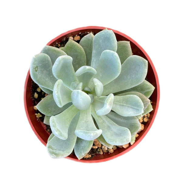 Pachyveria Clavifolia - Lazy Gardens