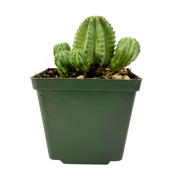 Euphorbia fruticosa