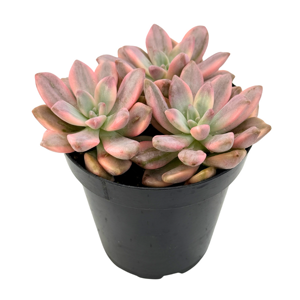 Graptopetalum paraguayense ‘Joker'
