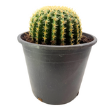 Echinocactus grusonii intermedius | Short spined Golden Barrel Cactus