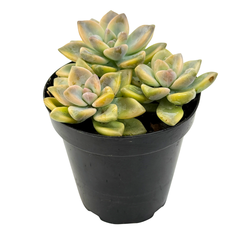 grapto succulent Graptopetalum paraguayense 'Jester' – Lazy Gardens