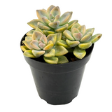 Graptopetalum paraguayense ‘Jester'