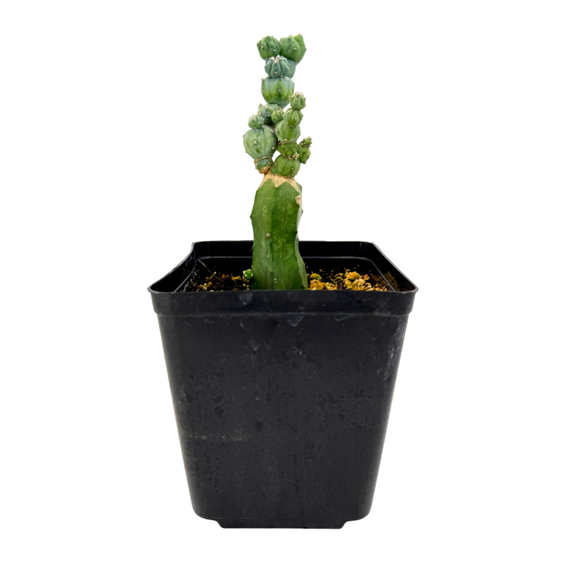 Myrtillocactus geometrizans 'Stacker'