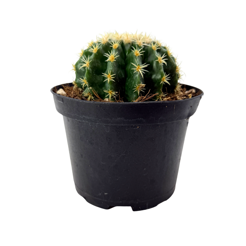 round cactus succulent Echinocactus grusonii intermedius