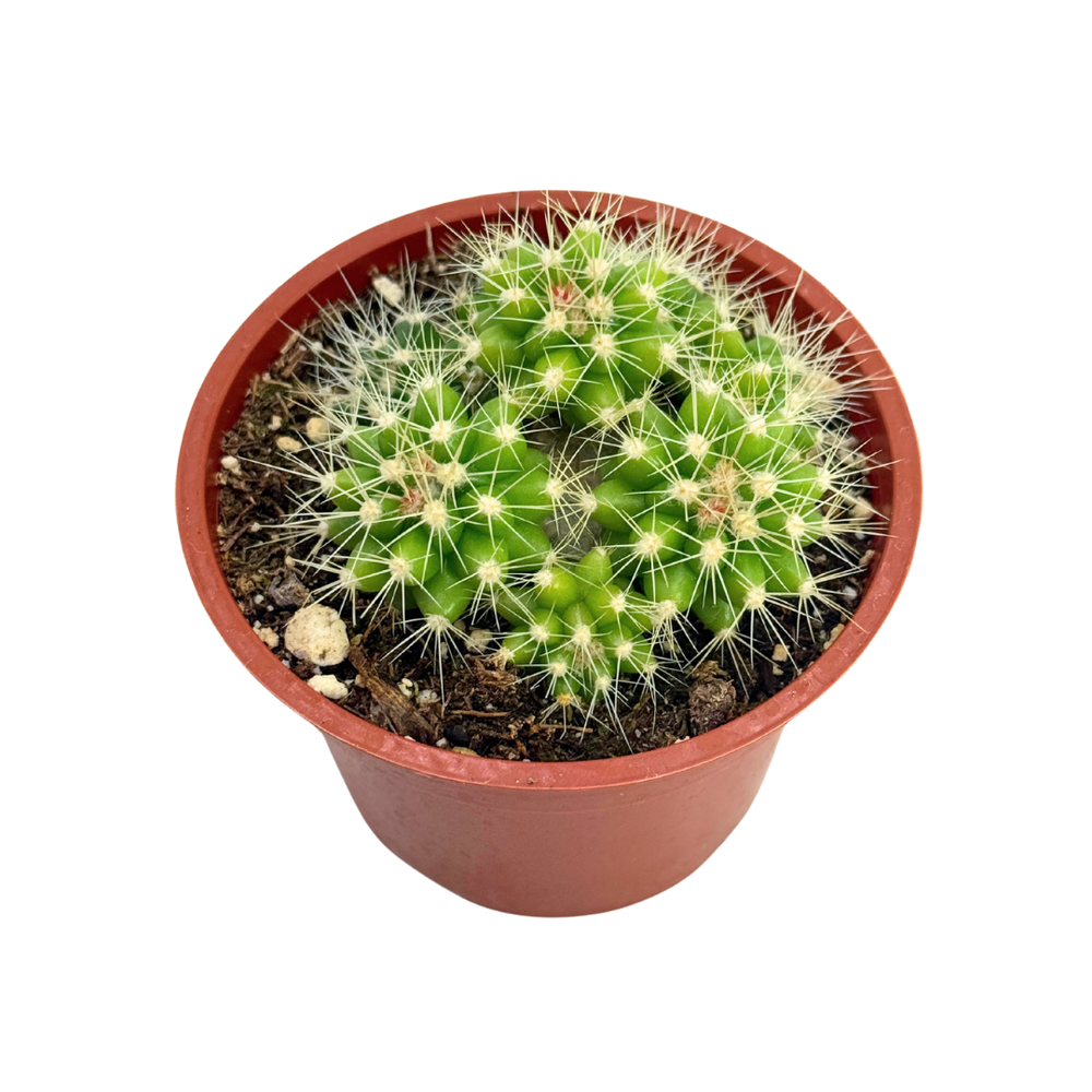 Echinocactus grusonii cluster