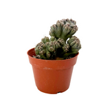 Cereus forbesii monstrose | Ming Thing Cactus