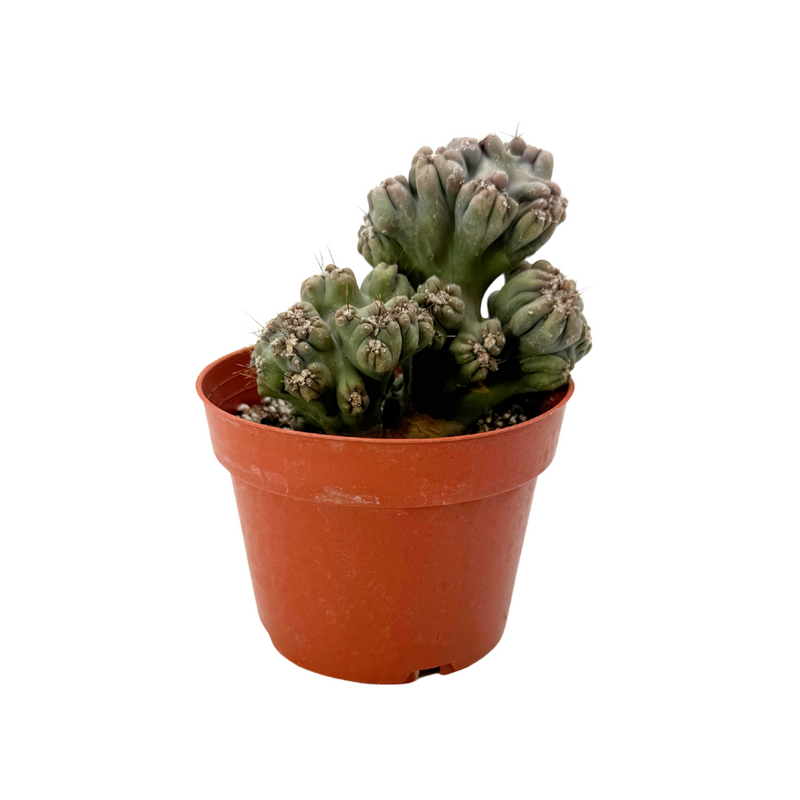 Cereus forbesii monstrose | Ming Thing Cactus