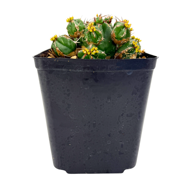 Euphorbia Handiensis | Jandía thistle