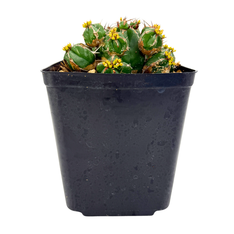 Euphorbia Handiensis | Jandía thistle