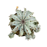 Euphorbia horrida | African Milk Barrel