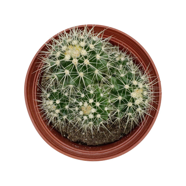 Echinocactus grusonii cluster | Golden Barrel Cactus Clusters