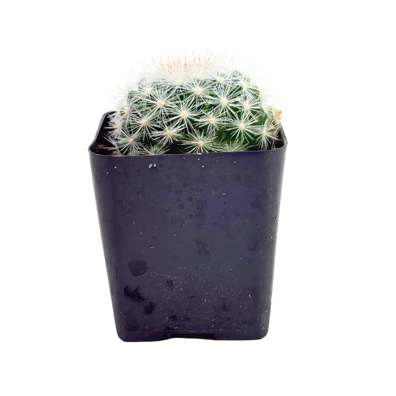 Mammillaria candida | Snowball Cactus