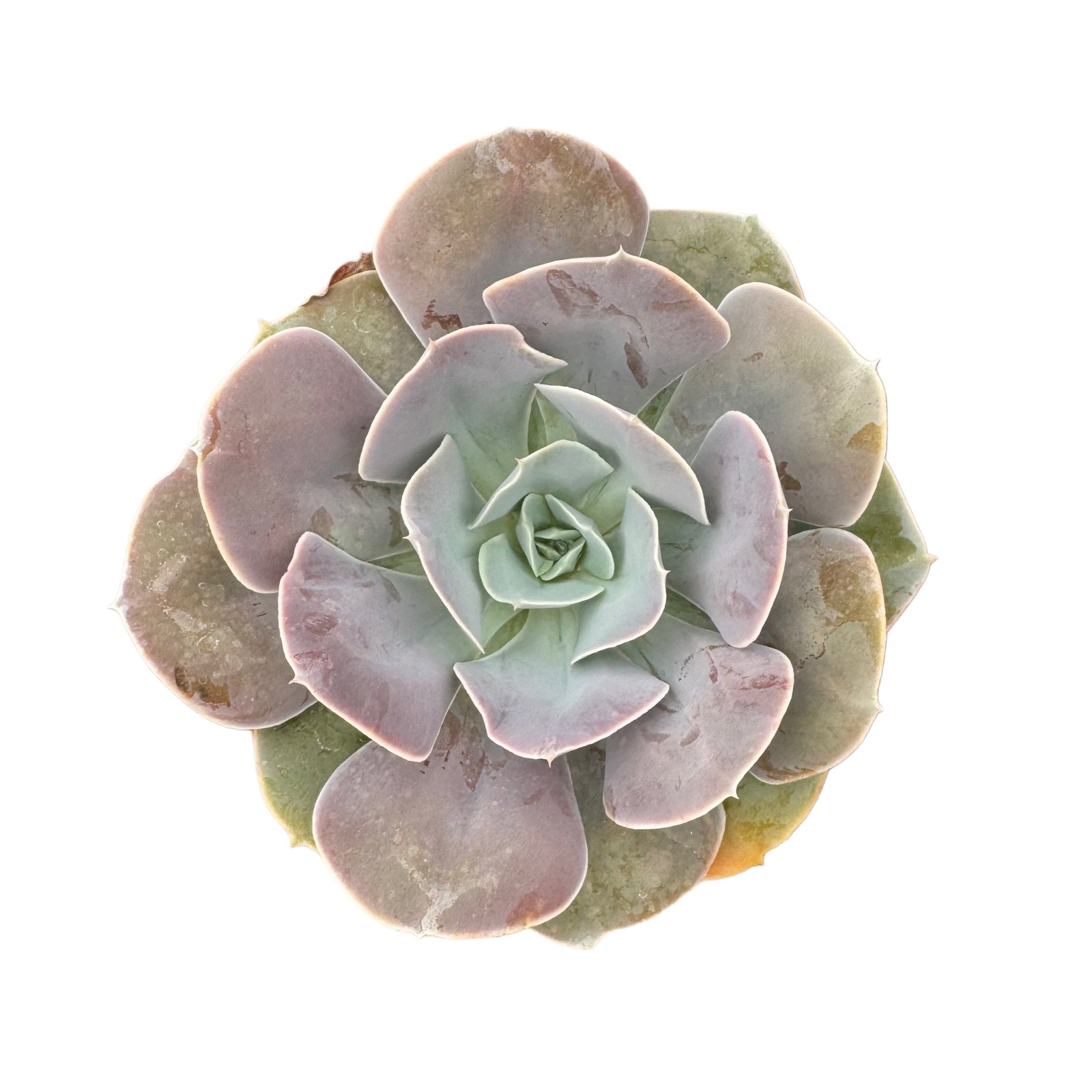 Echeveria Cream Puff – Lazy Gardens