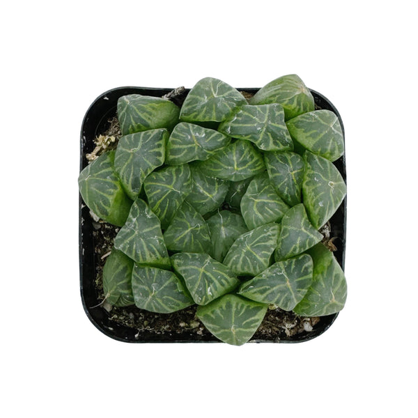 Haworthia cooperi - Lazy Gardens