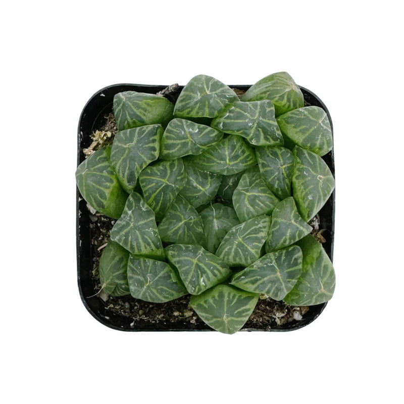 Haworthia cooperi - Lazy Gardens