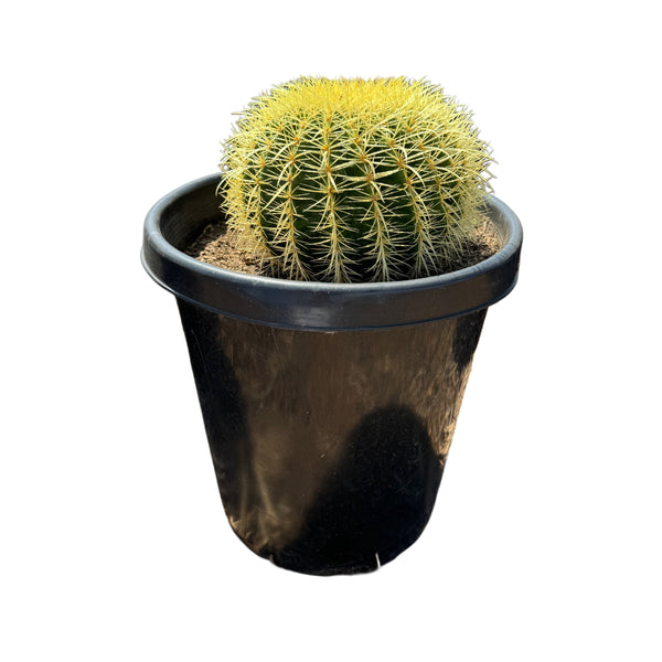 Echinocactus grusonii | Golden Barrel Cactus - Lazy Gardens