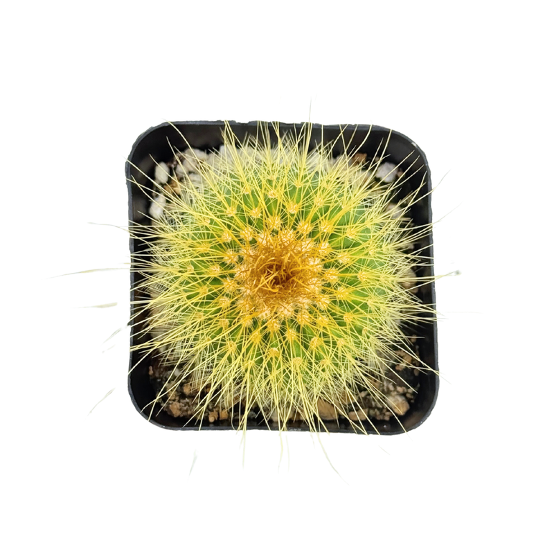 Parodia leninghausii | Golden Ball Cactus