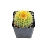 Parodia leninghausii | Golden Ball Cactus