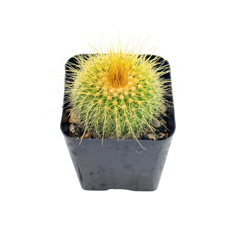 Parodia leninghausii | Golden Ball Cactus