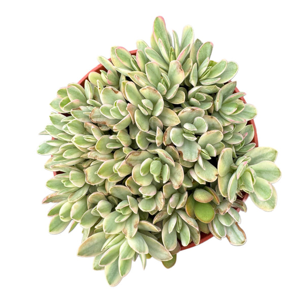 Crassula swaziensis Variegata 'Money Maker' - Lazy Gardens