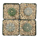 Astrophytum asterias | Sand Dollar Cactus