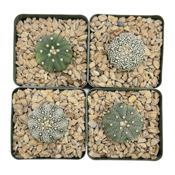 Astrophytum asterias | Sand Dollar Cactus