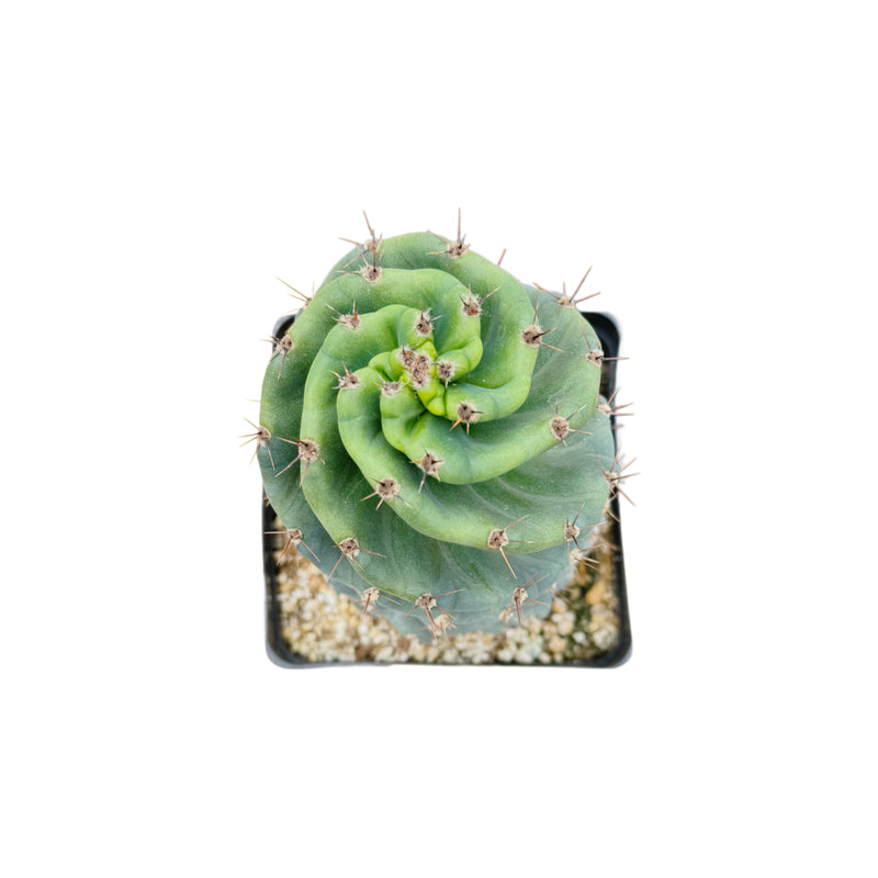 twisted succulent plant Cereus forbesii Spiralis