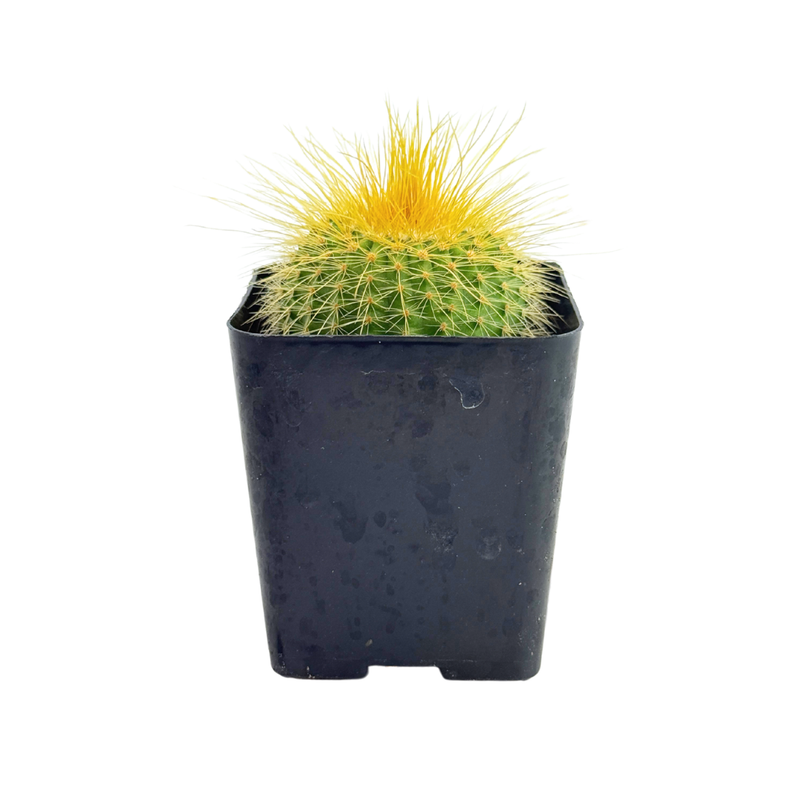 Parodia leninghausii | Golden Ball Cactus