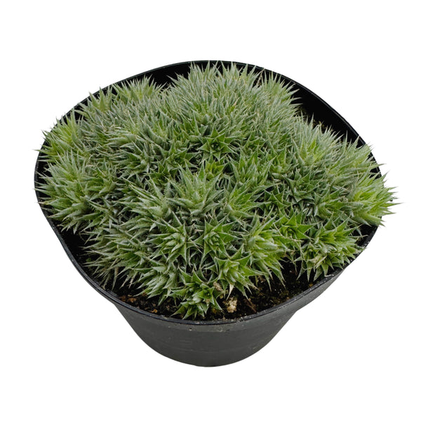 Deuterocohnia brevifolia | Argentine Ball