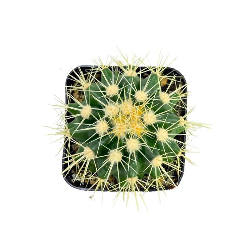Echinocactus grusonii